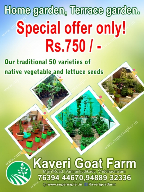 Organic Greens And Vegetables Seeds 4000 nos. Combo offer 50 Variety. 